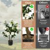 38 Inch Artificial Camellia Tree Faux Flower Plant in Cement Pot